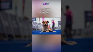 Buscan en Vallarta a perrito maratonista [upl. by Cherian]