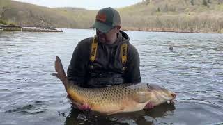 40lb Carp Release [upl. by Assen332]