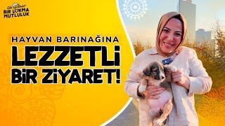 Barınağa Mutluluk Götürmek Köpeklere Evde Yemek Yapıyorum  Eda Karabulut ile Bir Lokma Mutluluk [upl. by Matilda]