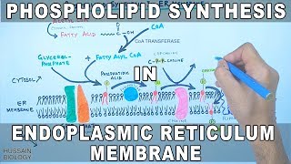 Phospholipid Synthesis in Endoplasmic Reticulum Membrane [upl. by Emmanuel]