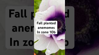 Anemones garden zone10b gardenflowers cutflowers plants flowerfarming gardening flowers [upl. by Litta526]