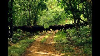 DEBRIGARH Wildlife Sanctuary [upl. by Ettenoj]