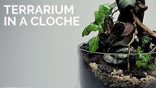 Terrarium in a cloche  Easy DIY terrarium  Closed terrestrial plants terrarium [upl. by Donall]