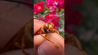 Eastern Cicada Killer Info amp Sting [upl. by Annis634]