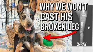 Why cant Bean the Cattle Dog have a Cast on His Broken Leg 🥺 🔴 Premiered first as Members Live [upl. by Watson]