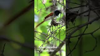 Asian paradiise flycatcher pair nesting birds [upl. by Leoline]