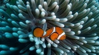 Google Street View in the Great Barrier Reef [upl. by Hafinah]