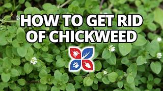 How to Get Rid of Chickweed [upl. by Esenahs]