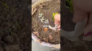 Seed germination ki mention 🌱🍀🌿🌿🌿🌱😍😍😍😍👍👍👍 [upl. by Addia]