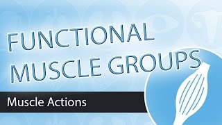 Muscle Actions Functional Groups [upl. by Hinze179]