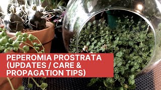 Peperomia Prostrata Updates  Care amp Propagation Tips [upl. by Nowad]