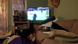 Canaan Dog and dogs on TV [upl. by Emmanuel]