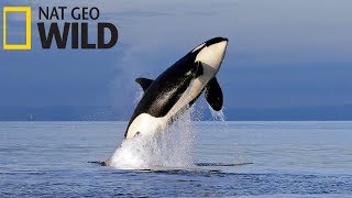 Суперхищники — Касатка Документальные фильмы Nat Geo Wild HD [upl. by Nelleus]