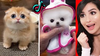 The CUTEST Animals On Tik Tok [upl. by Rafaela794]