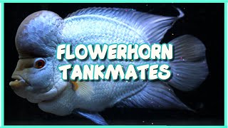 Top 7 Tankmates of Flowerhorn Fish [upl. by Onit]