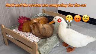 Makes you laugh nonstop🤣The rooster and the duck are competing to sleep with the catFunny cute [upl. by Uhp911]