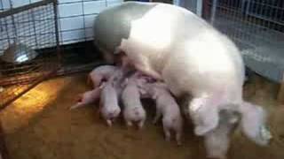 Sow Nursing Piglets  Thurston County Fair [upl. by Adanama740]