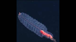 Beautiful Siphonophores video 📸 deep sea creature youtubeshorts shorts earthio [upl. by Chicky]