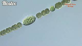 nostoc amination  nostocblue green algae  nostoc class 11  cyanobacteria [upl. by Ghassan245]