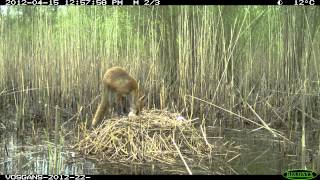 Goose nest robbed by fox [upl. by Lesde]