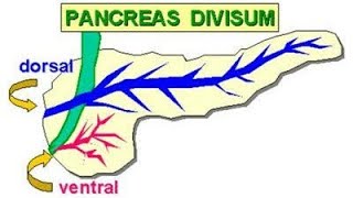 Pancreatic Divisum ClinicalAnatomySeries fmge next usmle neetpg [upl. by Zolly]