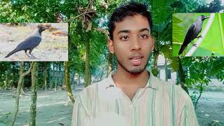 কাক এবং কোকিল নিয়ে সুন্দর গল্পkak and kokil er golpomotivational video [upl. by Vasily]