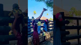 Alkhor Zoo  Giraffe 🦒 shorts zoo giraffe [upl. by Letsyrc243]