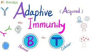 Adaptive Acquired Immunity  Immunology  Biology 🧬 of Immune System [upl. by Retxab]