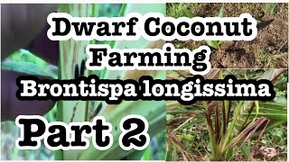 Dwarf Coconut Farming Part 2 Brontispa longissima o Coconut Leaf Beetle [upl. by Ttebroc90]