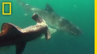 Tiger Shark vs Hammerhead Shark  National Geographic [upl. by Savart]