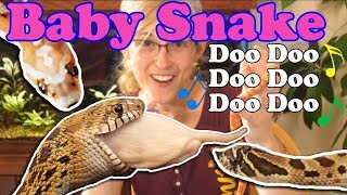 Baby Snake Update Bullsnakes Hognoses Scaleless ratcorns [upl. by Otreblaug]