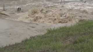 Calgary Flood June 21 2013 Southland Dog Park Deerfoot and Southland [upl. by Sine121]