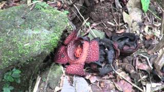 Rafflesia in action [upl. by Notla654]