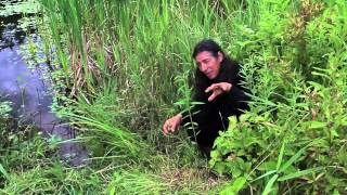 7Song talks about Blue Vervain Verbena hastata [upl. by Chernow271]