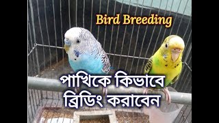 budgerigar bird breeding  বাজরিগার পাখির ব্রিডিং করার নিয়ম [upl. by Arres]