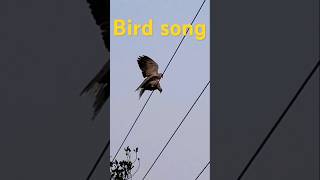 bird songdance song shortscomedydance [upl. by Rento]