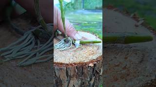 satisfying video grafting dendrobium orchid plants and simple techniques orchid plants garden [upl. by Nolyag]