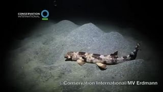 Indonésie découverte dune nouvelle espèce de requin quotmarcheurquot [upl. by Iak929]