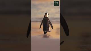 The YellowEyed Penguin  A Rare Look at New Zealands Endangered Species shorts [upl. by Nujra]