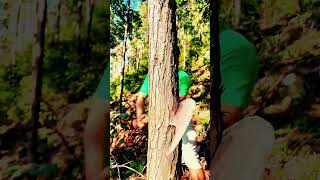 Cutting trees by hand Part MT survivalskills survival outdoorsurvival bambootools bushcraft [upl. by Debi]