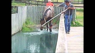 Secretariats Glory A Day of Training wwwcrownofgloryracingcom [upl. by Normandy]