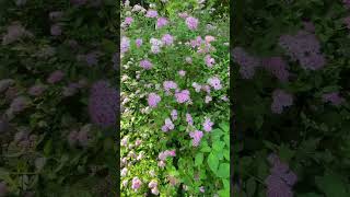 Little Princess Spirea  Spiraea Japonica  a Beautiful Shrub  Bush  Bushes Shrubs Myplants2024 [upl. by Lebatsirhc]