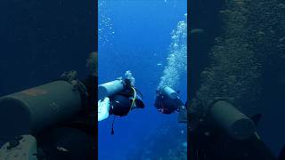 Glimpse of diving experience in maldives seychelles philippines scubadiving [upl. by Trixie]