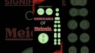 Significance of Meiosis class 11 mitosis class11cellcycleandcelldivision biologydiagrams neet [upl. by Aerehs]