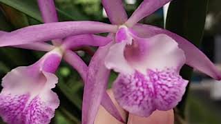 Brassocattleya Jairak Kiku [upl. by Suez]