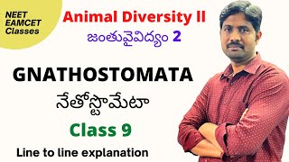 Gnathostomata  నేతోస్టొమేటా  Animal Diversity 2 lesson line to line explanation [upl. by Isyak]