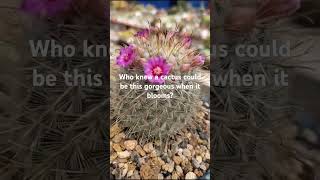 Blooming Cactus Magic  Beautiful Desert Flower in Action [upl. by Aneekan432]