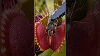 How Venus FlyTrap Eat Their Food [upl. by Andrus]