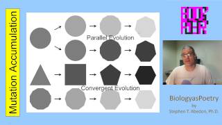 Mutation Accumulation [upl. by Aicital]