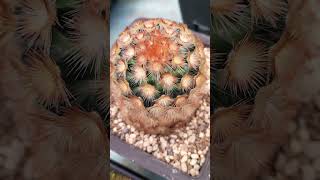 カルメナエ Mammillaria carmenae 2024 10 19 ＃shorts [upl. by Doug]